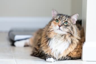 Is My Cat Overweight? Signs & Symptoms