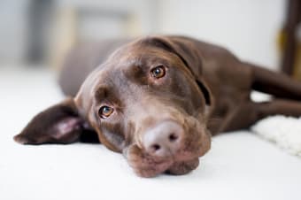 Symptoms of Chocolate Poisoning in Dogs