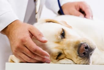 What is Whipworm in dogs? Causes, Treatment & Prevention