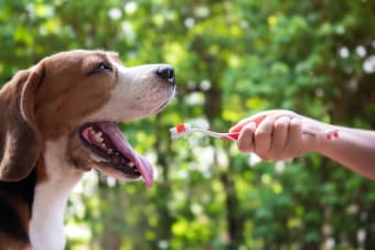 How to Prevent Periodontal Disease in Dogs