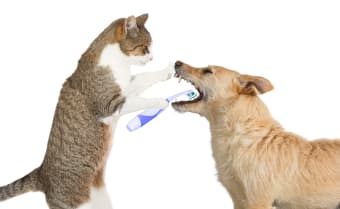 What To Expect From Your Dog or Cat's Tooth Extraction