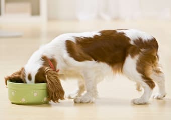 Choosing the Right Food For Your Dog