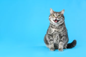 Does my cat have laryngitis? Symptoms and Treatments