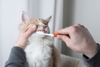 Cat toothpaste outlet for gingivitis