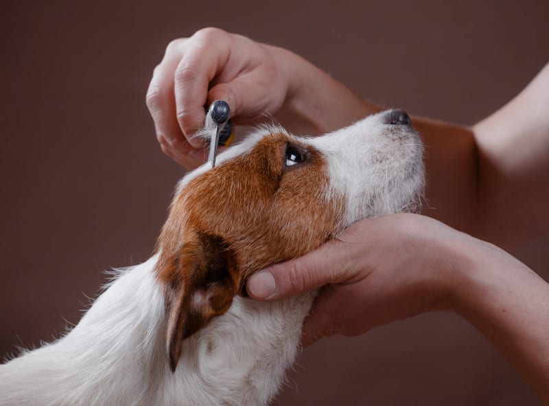 How to Keep a Dog Calm While Grooming Mandeville Vets