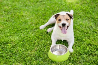 Signs, Causes and Treatment of Heatstroke in Dogs