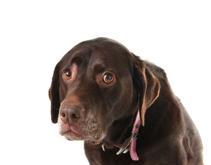 Types, Causes & Symptoms of Anemia in Dogs Rochester Vets