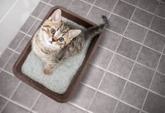 Constipation in Cats