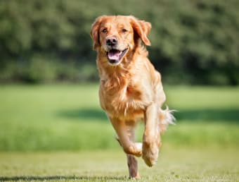 ACL Surgery for Dogs With Cruciate Injuries