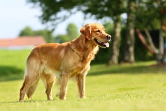 Dog Staggering : Why is my dog walking like they are drunk?