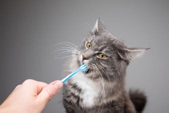 What Every Owner Should Know About Cats Dental Care