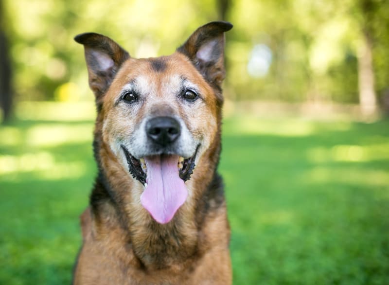 Senior Dog Care How to Take Care of an Old Dog Old Dog Care