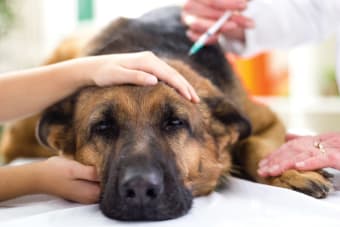 Common Reactions to Vaccines in Dogs