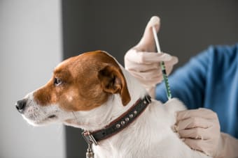 Everything You Should Know About Vaccine Reactions In Dogs