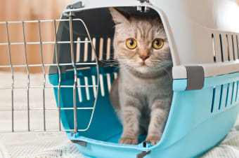 How To Help Your Cat Recover From Surgery