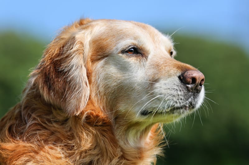 are dogs good for seniors