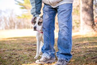 Medications for Dog Anxiety