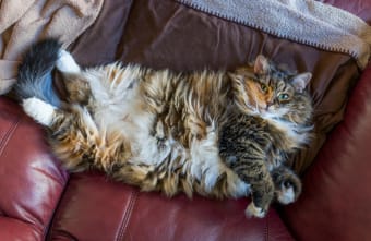 Is Your Cat Overweight? Signs, Symptoms & What to Do