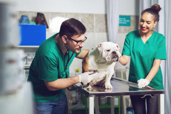 What to Expect at Your Pet's Wellness Examination