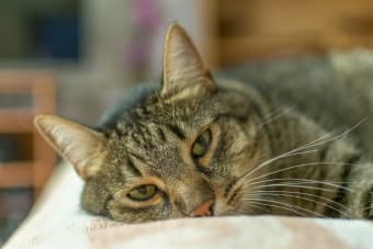 What is Hyperthyroidism in Cats?