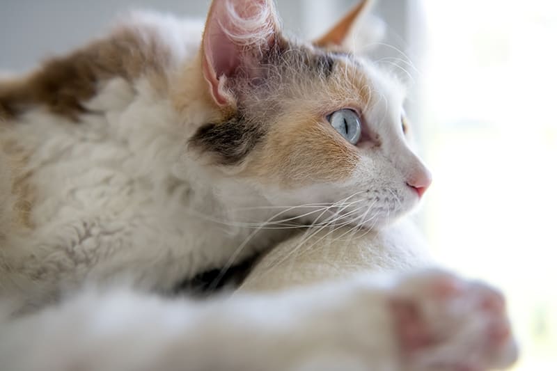 Should I Take My Cat To The Vet For Limping Mooresville Vet