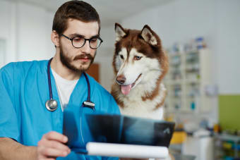 Why could my dog need diagnostic imaging?