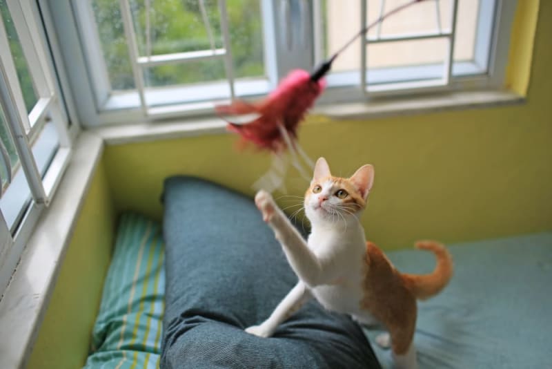 FHO Surgery in Cats Carlsbad Vets