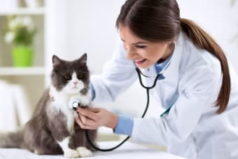 Preparing For Your Pet's Preventive Care Examination