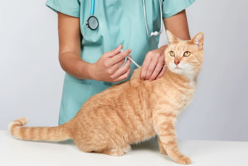 cat-rabies-vaccine-schedule-cost-side-effects-mechanicsburg