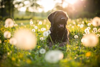 Heatstroke in Dogs - Symptoms & Signs