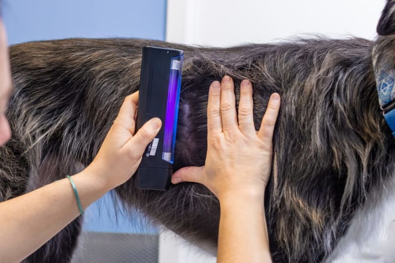 What does ringworm look like on a dog? Flat Rock