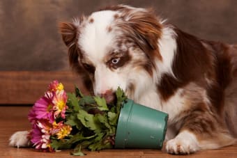 Which Plants Are Poisonous To Dogs?