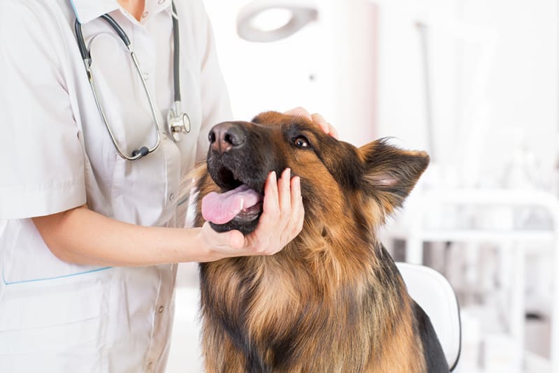 How to Recognize a Pet Emergency Berkeley Emergency Vets