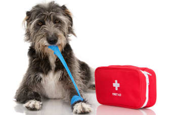 Dog Wound Care