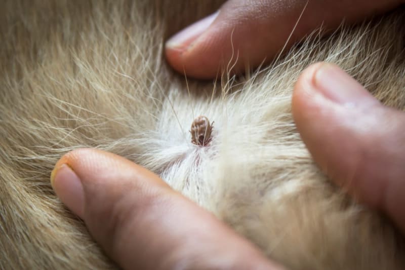 TickBorne Diseases in Dogs Rochester Vets