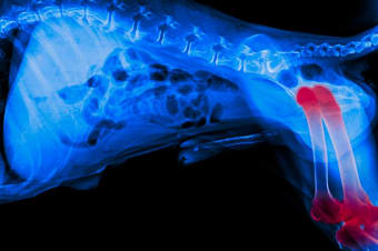 Broken Bones in Dogs: What to Do