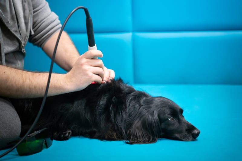 Is cold laser therapy right for my dog? Spanish Trail Pet Clinic