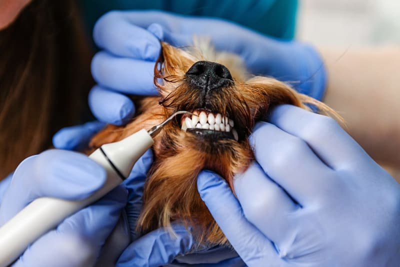 Cavities in Dogs Smithfield Road Veterinary Hospital Knightdale
