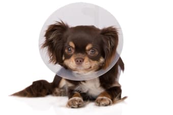 Spaying and Neutering Dogs 101