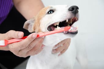 Symptoms And Types Of Common Dental Problems In Dogs