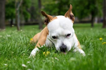 Why Do Dogs Eat Grass and Vomit?