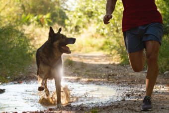 Leptospirosis In Dogs