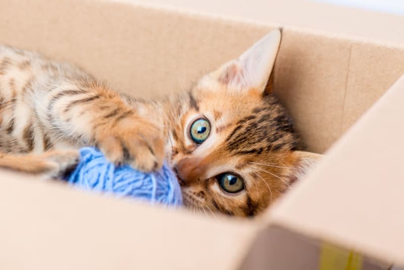 Cat Intestinal Blockage Surgery TLC Animal Clinic Chino Hills