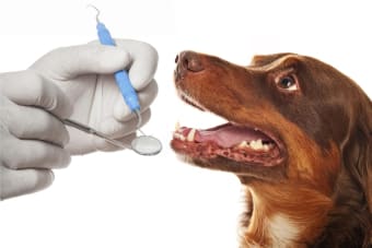 Plaque And Tartar In Dogs: What It Is And How To Treat It