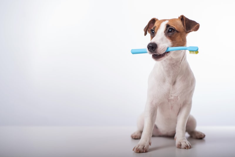 Common Dental Problems in Dogs Saline County Animal Clinic