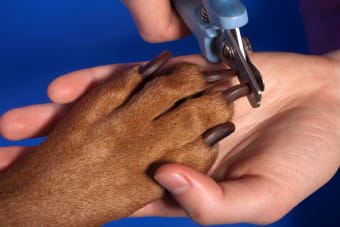 How to Groom an Aggressive Dog