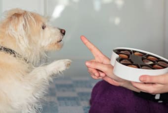 Chocolate Toxicity & Poisoning in Dogs