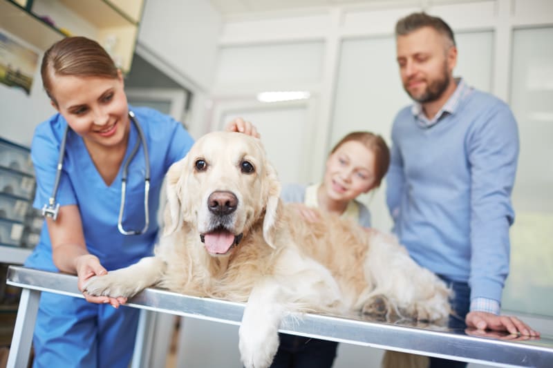 Osteoarthritis in Dogs Causes, Symptoms & Treatment La Mesa Vets