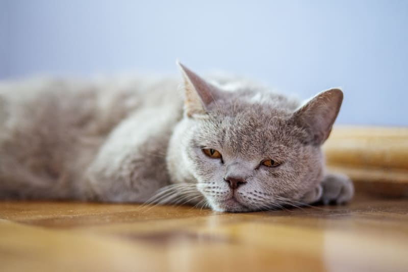What to Do When My Cat Won't Stop Vomiting