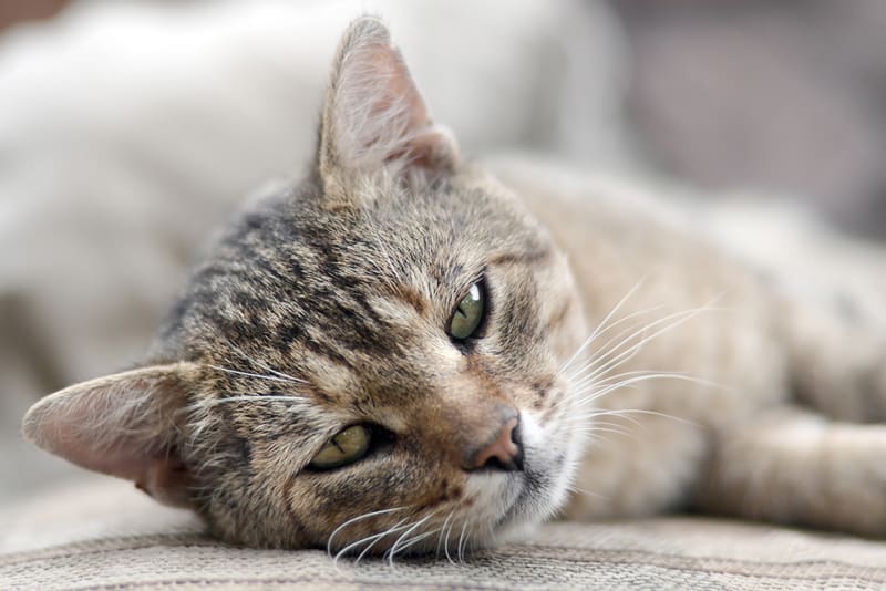 Does my cat have a cold? North Boulder Companion Animal Hospital